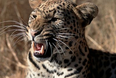 Экологический урок. Школьникам Сочи расскажут о восстановление численности переднеазиатского леопарда на Кавказе