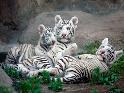 Зоопарку Сочи подарили трех белых тигрят
