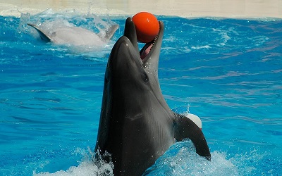 Сочинские дельфины решат судьбу конкурсантов «Новой волны» 