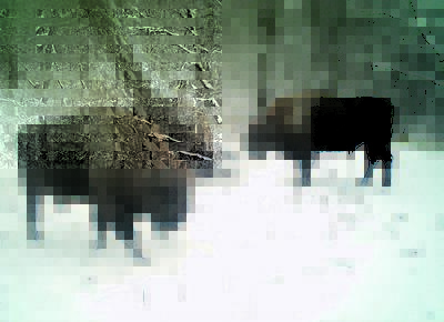Зимний контроль. Наблюдать за животными в Кавказском заповеднике специалистам помогают фотоловушки