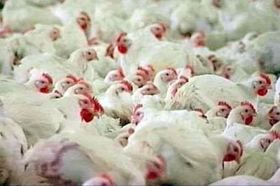 Адлерская птицефабрика планирует увеличить выпуск куриного мяса на 80%