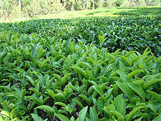 В Сочи начали сбор урожая чая