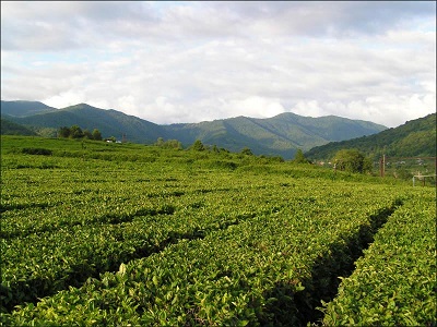 В Сочи собрали первый урожай чая