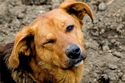 На Барановке заработал первый в Сочи приют для животных. Около полусотни собак получили крышу над головой