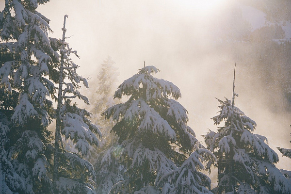 В горах Сочи прогнозируется сильное налипание мокрого снега