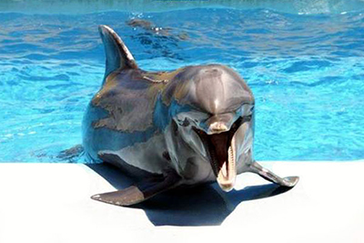 Дельфины, морж и морской котик отправились через Сочи на гастроли в Катар