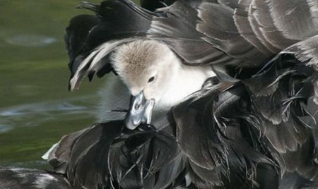 Три птенца черных лебедей появились на Ачигварском озере в Сочи 