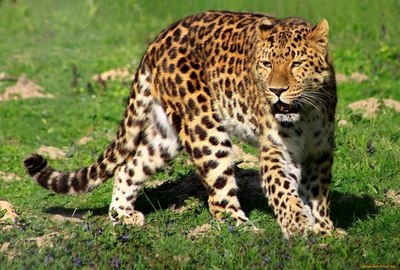 Леопардов из Сочинского национального парка выпустят в мае в дикую природу