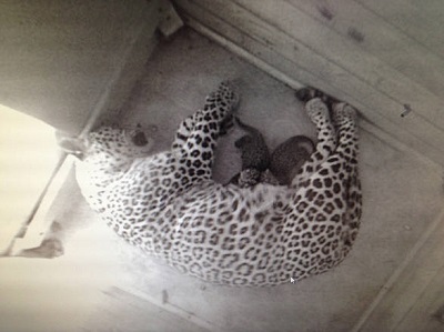 У Сочинских леопардов появилось потомство 