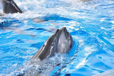 Дельфины, морские котики и кит-белуха станут артистами «Сочи Парка»