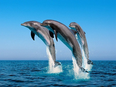 Сочинский дельфинарий пополнится тремя редкими видами дельфинов