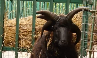 В зоопарке Сочи поселился пятирогий баран