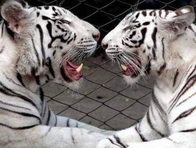 Цирковые белые тигры приедут с гастролями в Сочи