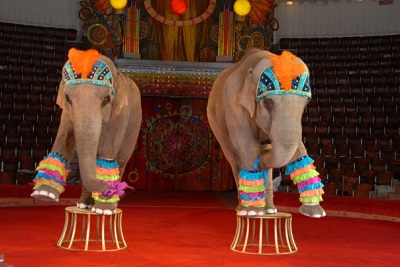 В Сочи для участия в первой цирковой премии «Мастер» привезут индийских слонов