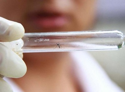 Более 500 подвалов в Сочи уже обработано от комаров-переносчиков вируса Зика 