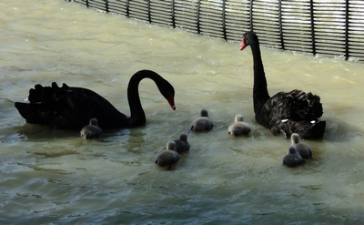 Семь птенцов черного лебедя вылупились на Ачигварском озере в Сочи