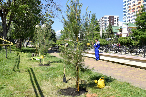 В Сочи в рамках программы по озеленению города высадили краснокнижные сосны