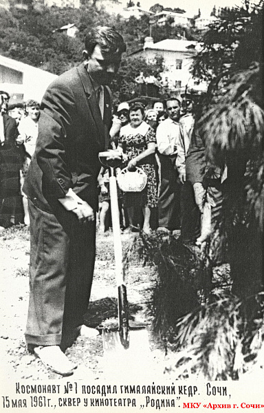 Ю.А. Гагарин, Герой Советского Союза, космонавт № 1 в мире, 15 мая 1961 г. посадил гималайский кедр в сквере кинотеатра «Родина». МКУ «Архив г. Сочи». ФДК. Оп. 1. Ед. Хр. 3480.