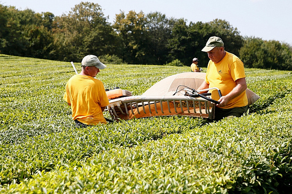 В Краснодарском крае с начала года произвели 2,5 тысячи тонн чая