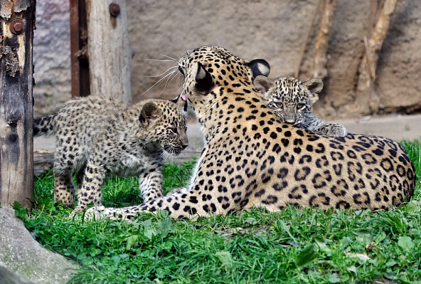 В Сочи отмечают десятилетие Центра восстановления леопарда