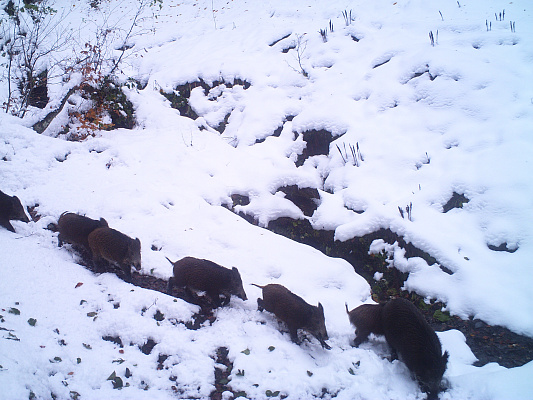 В Сочинском национальном парке подвели итоги зимнего учёта зверей