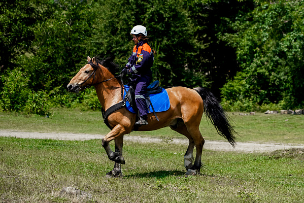 Сочинские спасатели обучают волонтёров поисковым работам на лошадях