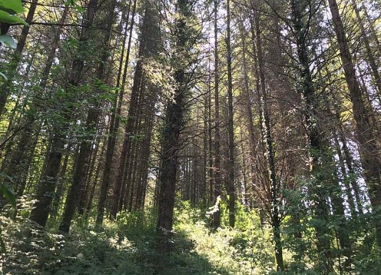 В Сочи Головинский лесопарк получил статус особо охраняемой природной территории регионального значения