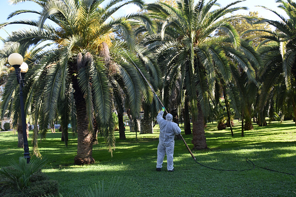 В Год экологии в Сочи шестикратно обрабатывают от вредителей 6500 пальм на муниципальных территориях