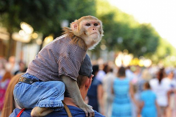 Фото с обезьянкой: в Сочи проводят рейд по пресечению незаконных фотоуслуг