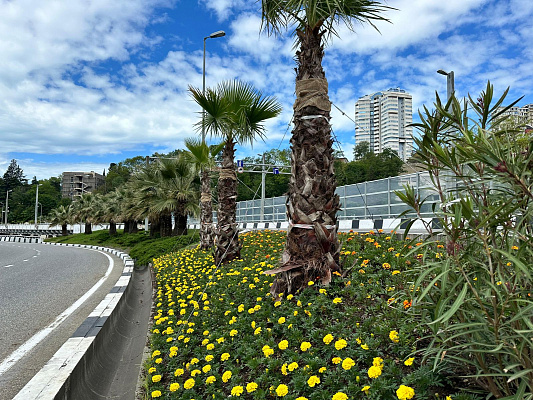 На автодороге Сочи - Хоста высажено 17 тысяч сезонных цветов