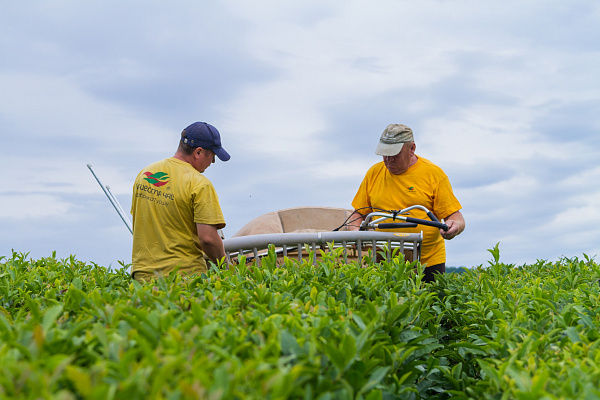 С начала сезона чаеводы Сочи уже собрали более 200 тонн чайного листа