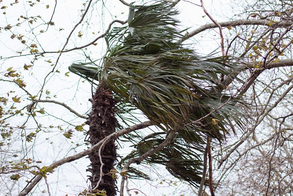 Усиление ветра прогнозируется в Лазаревском районе Сочи