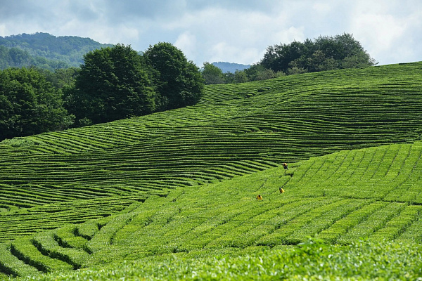В Сочи определили перспективы развития отрасли чаеводства