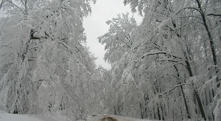 В предгорье и горах Сочи прогнозируется налипание мокрого снега и гололедица