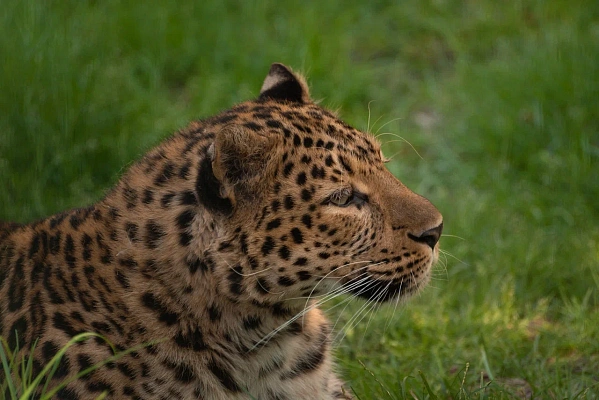 В Сочи отметят День леопарда